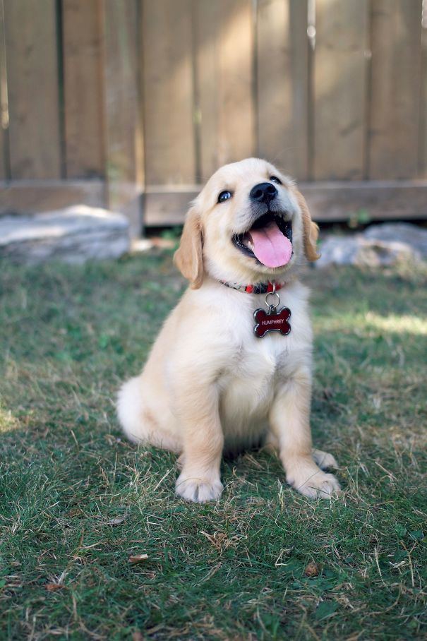 I Think My Golden Might Just Be The Happiest Puppy Ever