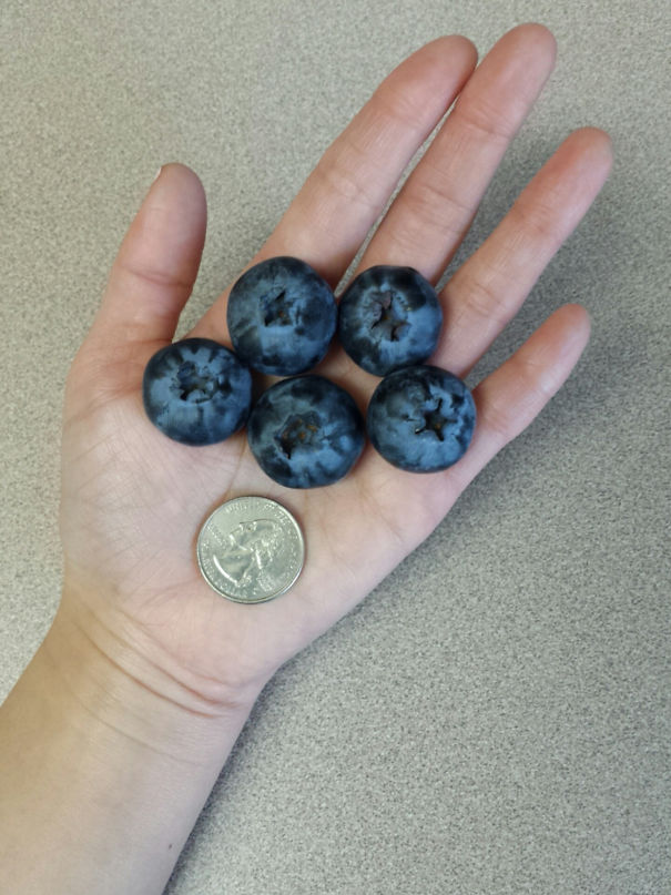 Very Big Blueberries