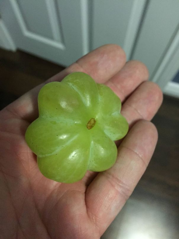 My Grape Is 8 Grapes Fused Into 1