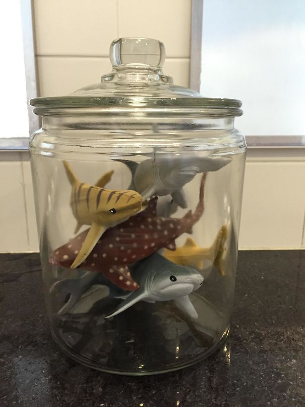 After A 50+ Email Chain With All The Men At My Company, We Decided It Was Only Fair To Have A Shark Tank In The Bathroom If The Women Got An Orchid. Our Office Manager Listened, And This Is What Showed Up On Monday Morning
