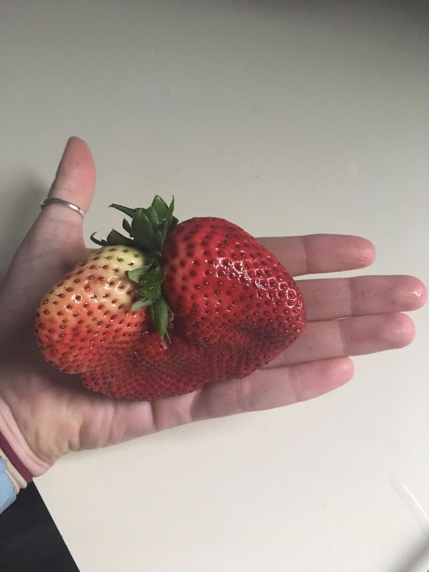 This Gigantic Strawberry