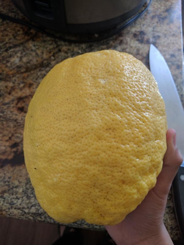 This Massive Lemon That Grew On My Lemon Tree