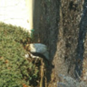 ladymasquerade avatar