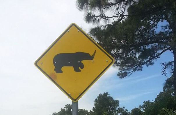 The Elusive Florida Rhino Roams Freely In These Parts