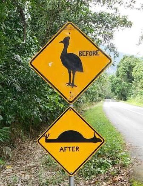 Will Somebody Please Think Of The Cassowaries?