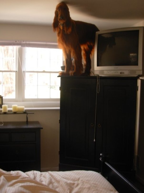 Woke Up In The Morning To Find My 80 Pound Irish Setter On Top Of My 5 Foot Armoire. I Have No Idea How Long He Was Up There