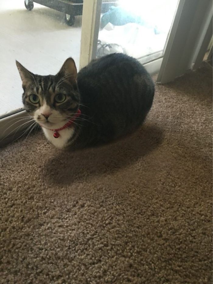 Woke Up This Morning To A Floating Catloaf