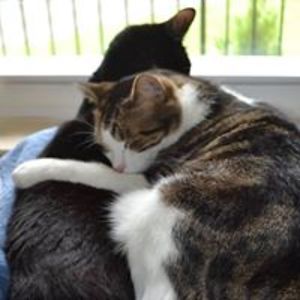 cindy_sweller avatar