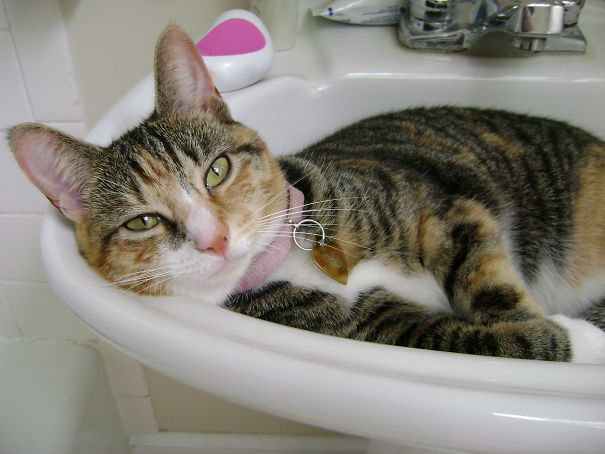 This Cat Was Abandoned Under The Fish Tanks In A Petco. I Adopted Her, And Now I Wake Up To Her In My Sink Many Mornings
