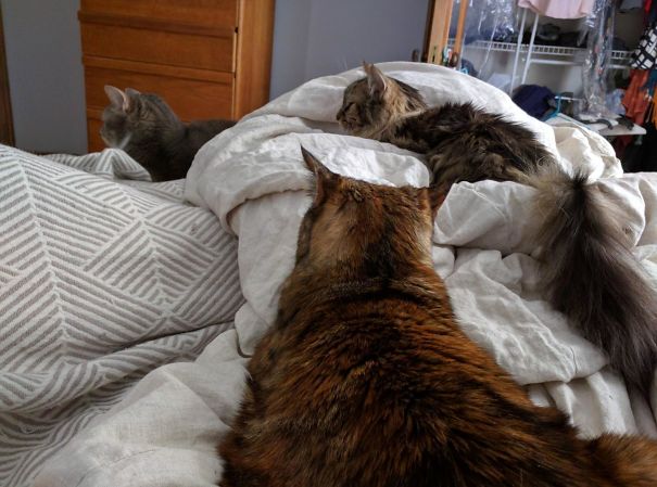Sometimes You Wake Up And It's Just All Cats