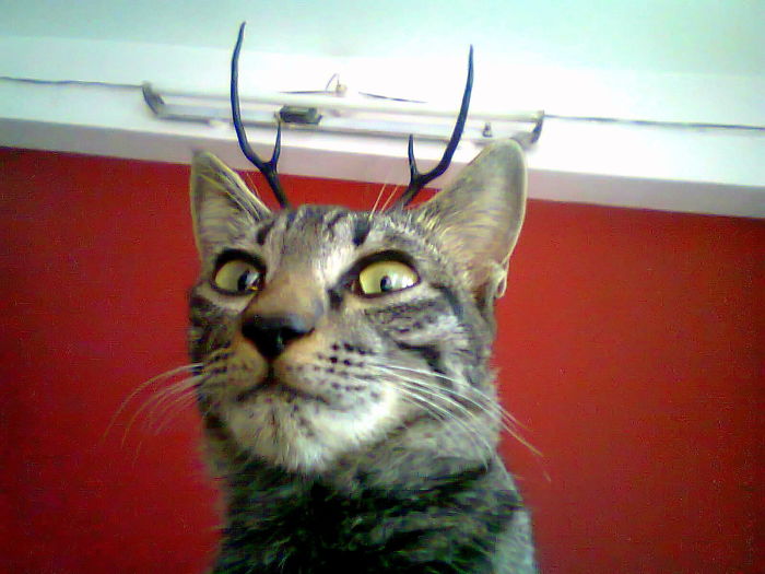 I Have Deer Antlers Up On My Wall. And A Cat. Woke Up To This