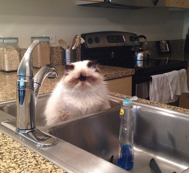 Woke Up To Find My Cat Sleeping In The Kitchen Sink Again