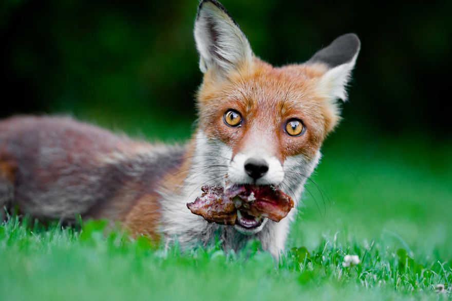 Man Feeds A Fox Every Day For A Year