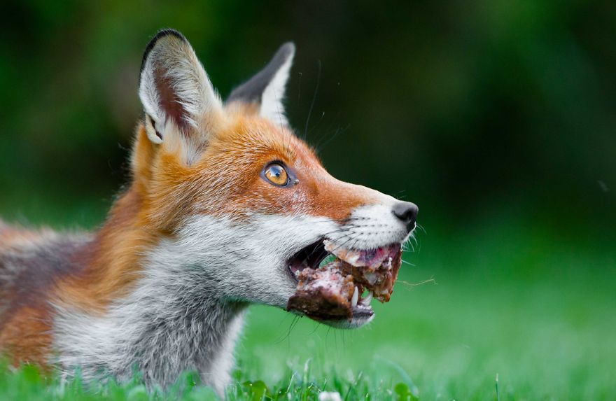 Man Feeds A Fox Every Day For A Year