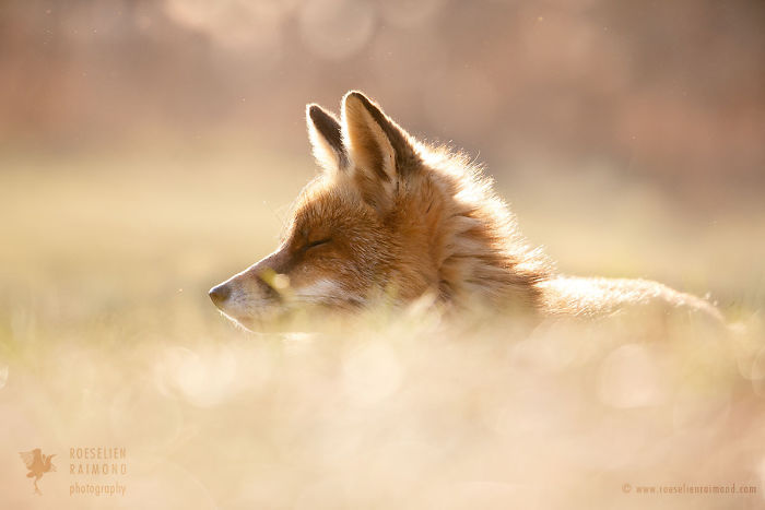 15 Mindful Foxes By Roeselien Raimond That Teach Us How To Master Life