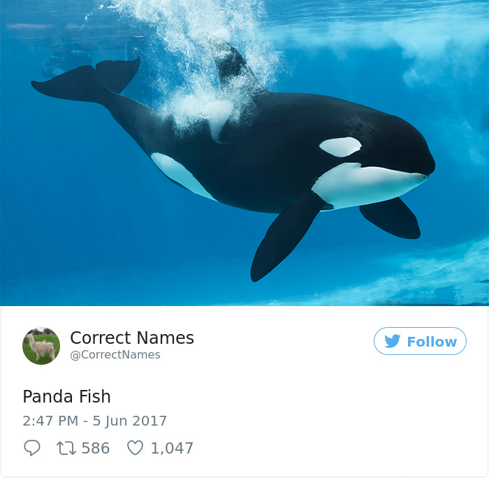 This Twitter Account Is Renaming Everyday Objects And They're More Accurate  Than The Real Ones | Bored Panda