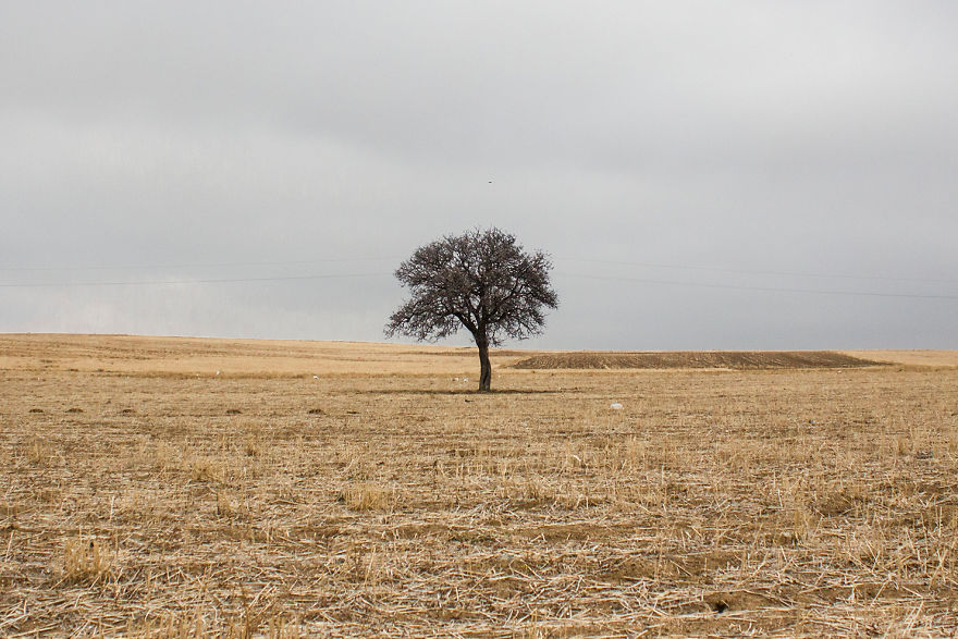 Lonely Tree And The Seasons Passing By