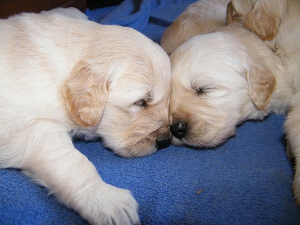 Nose To Nose Nap Time