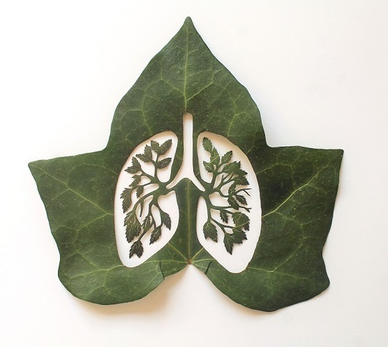 Lorenzo M. Durán's Leaf Art: Evolution