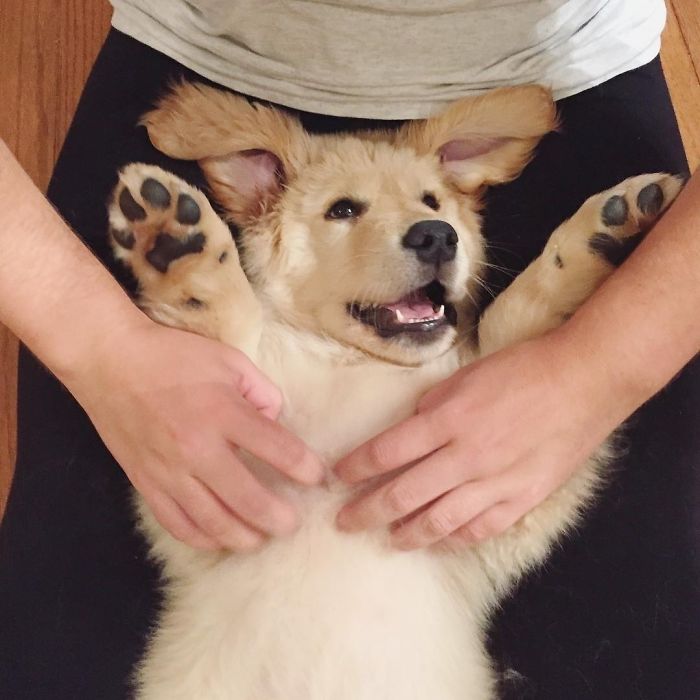 All About The Belly Rubs