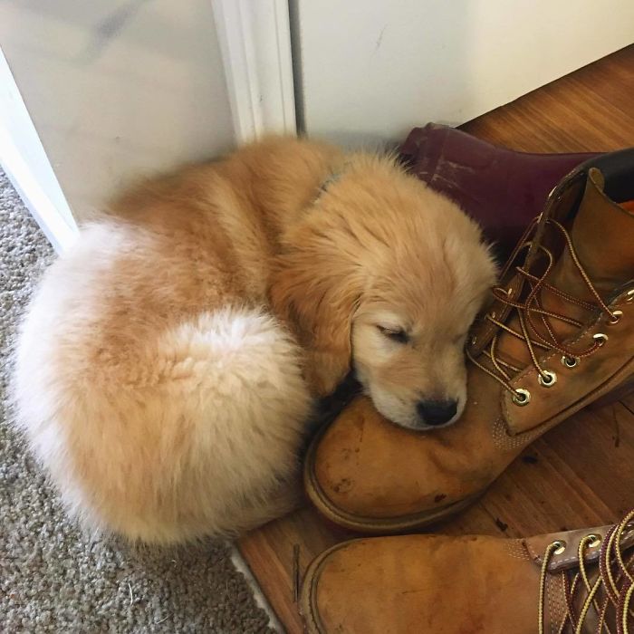 Daddy's Shoe Also Makes A Pretty Good Pillow