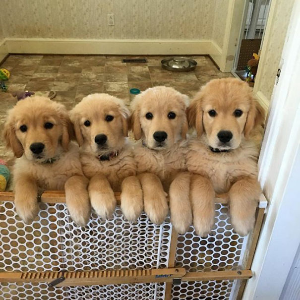 210 Times Golden Retriever Puppies Were The Purest Thing In The World Bored Panda