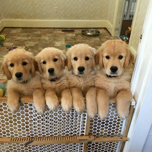 Chiot Mignon Golden Retriever