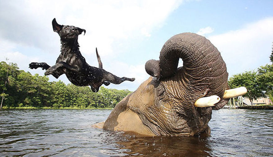 Bored, (That's Why I'm Here) Let's Start The Day Off By Looking At Some Unlikely Animal Friendships!