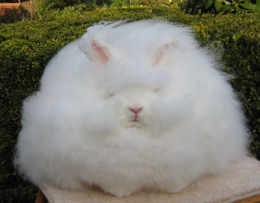 Angora Rabbit | The World's Fluffiest Bunny