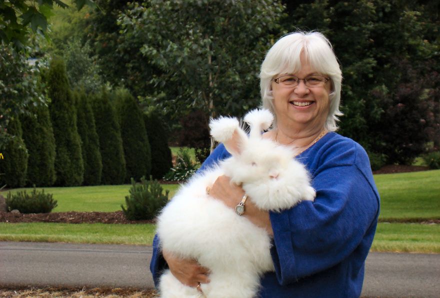 Angora Rabbit | The World's Fluffiest Bunny