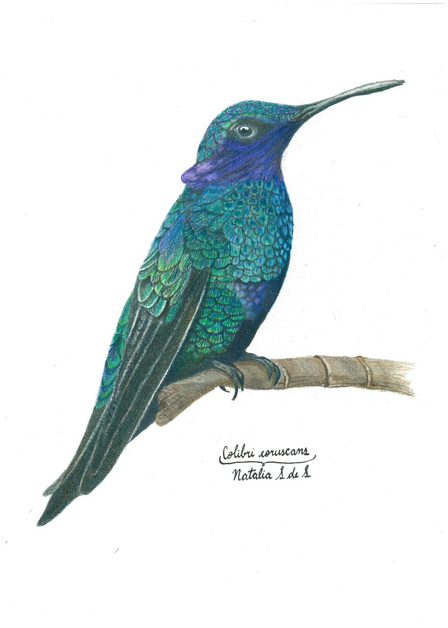 Illustrating Colombian Wildlife