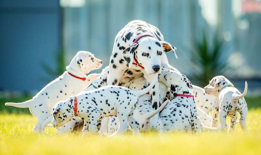 Cuteness Overload: Record Number Of Dalmatian Puppies Born In Australia