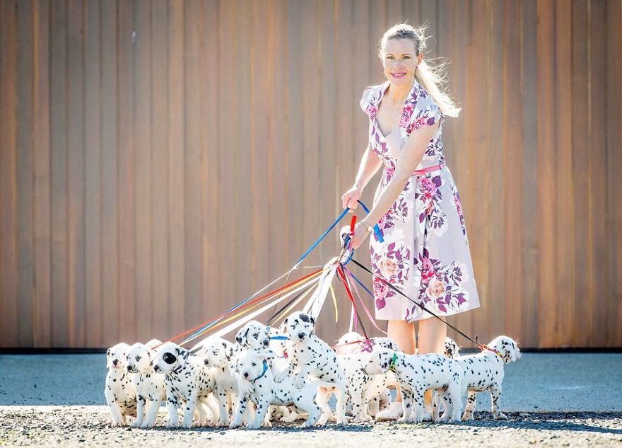 Cuteness Overload: Record Number Of Dalmatian Puppies Born In Australia