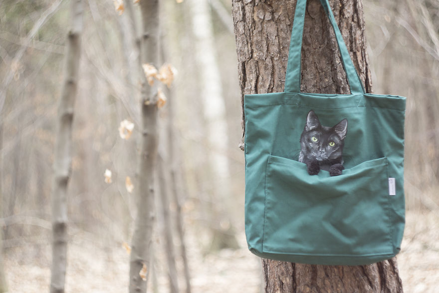 Purrfect Brand For Animals Lovers
