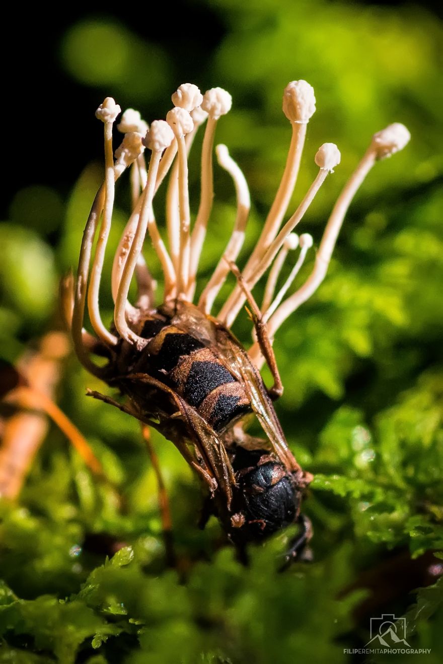 Amazing Parasitic Fungi Found Growing On A Wasp In Slovenian Forests