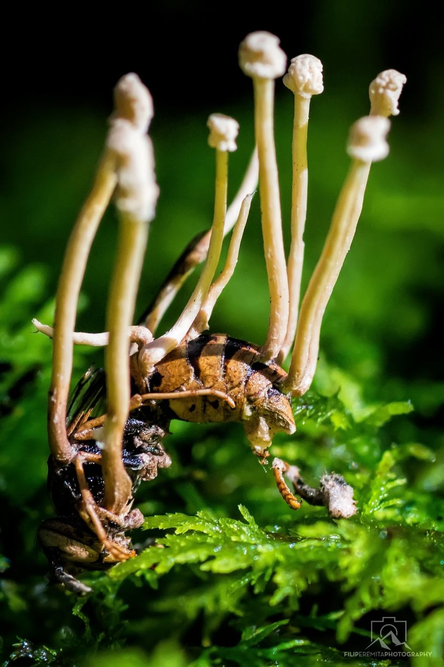 Amazing Parasitic Fungi Found Growing On A Wasp In Slovenian Forests