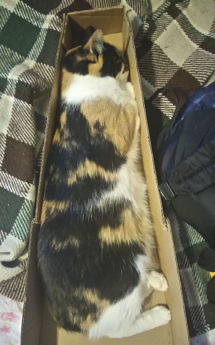 My Cat Casually Sleeping In Ukulele's Box