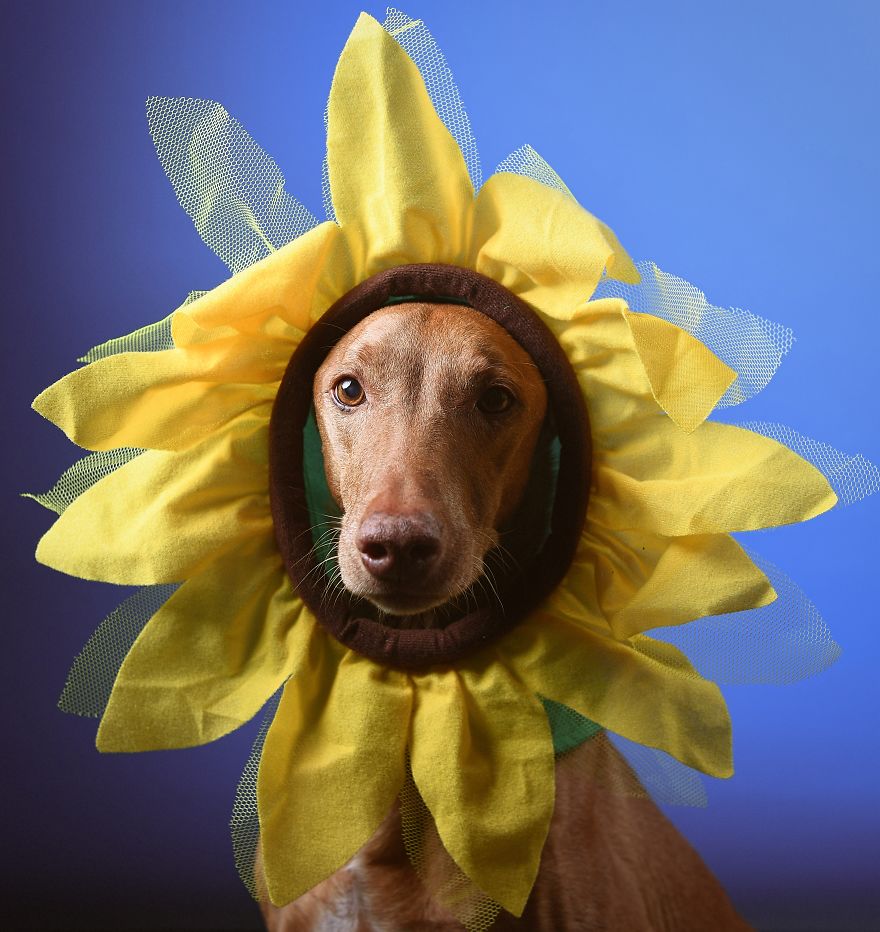 I Found A Way To Honor My Pharaoh Hound And The Joy He Gives Us Through Images That I Hope Will Make You Smile!