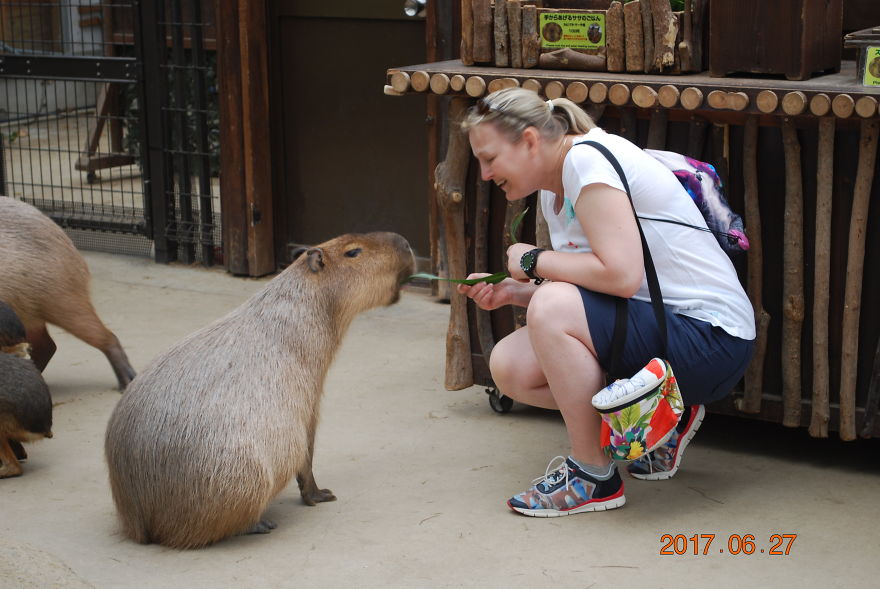 Feeding Capybara