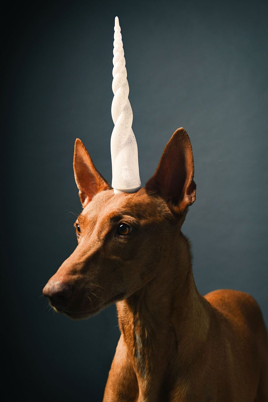 I Found A Way To Honor My Pharaoh Hound And The Joy He Gives Us Through Images That I Hope Will Make You Smile!