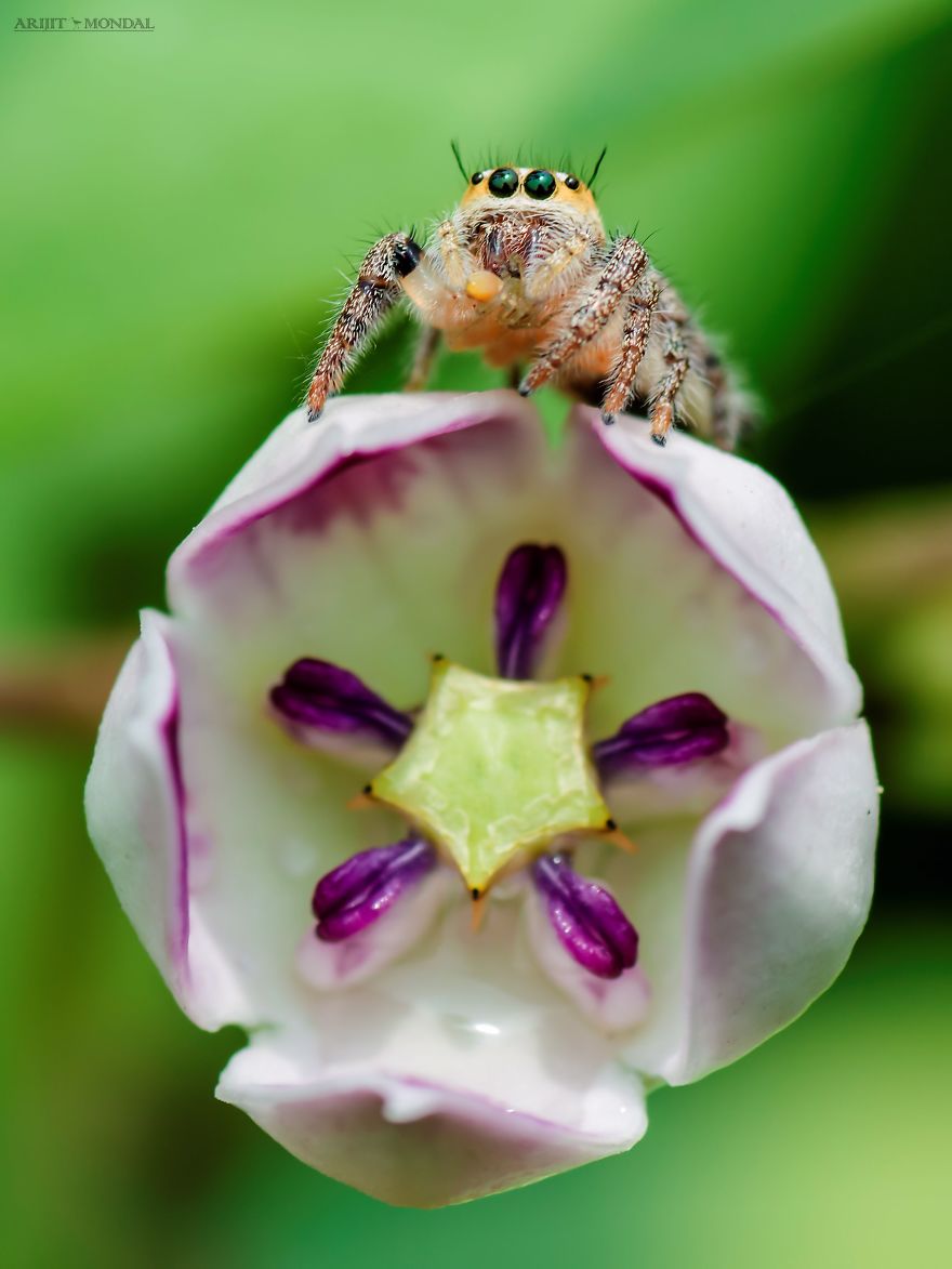 A Jumping Spider Posing