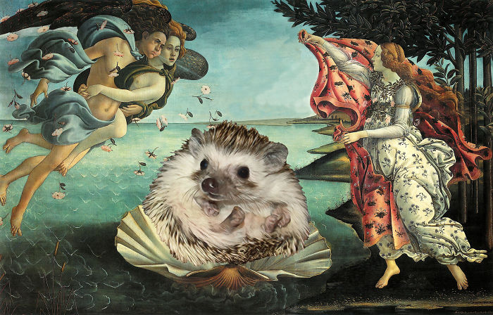 Birth Of A Hedgehog Princess