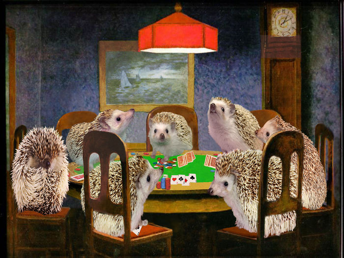 Hogs Playing Poker