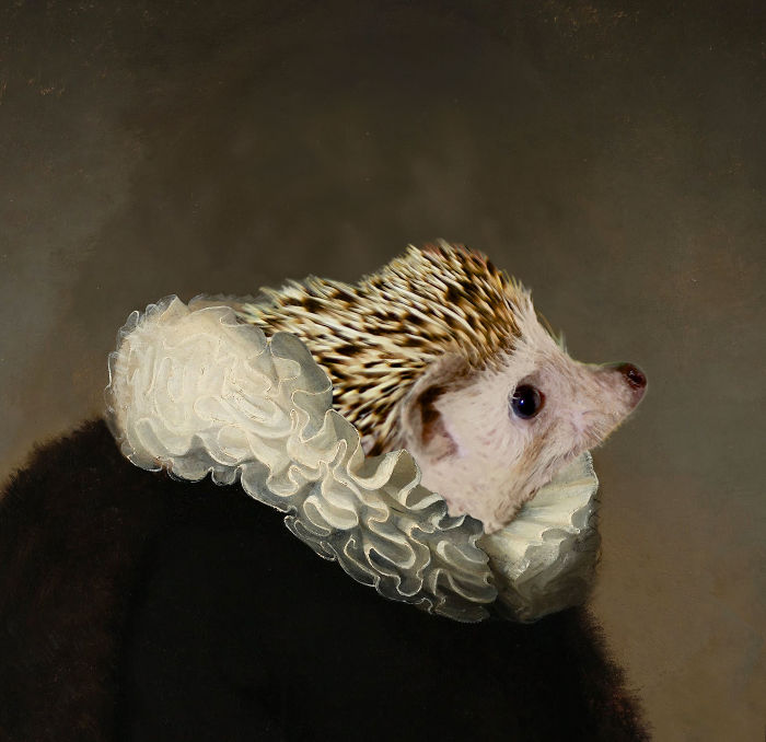 Rembrandt's Hedgehog Noble Portrait