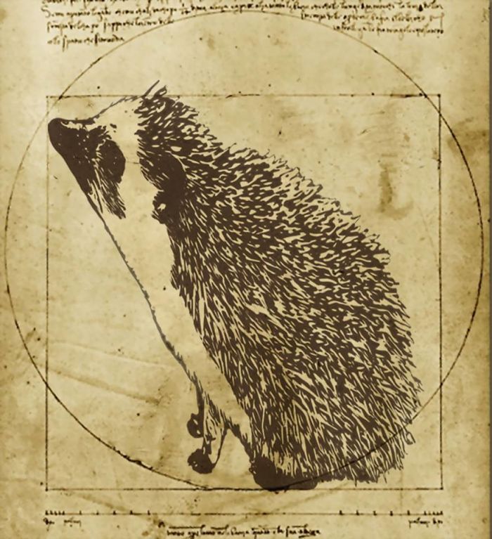 Vitruvian Hedgehog (c. 1490)