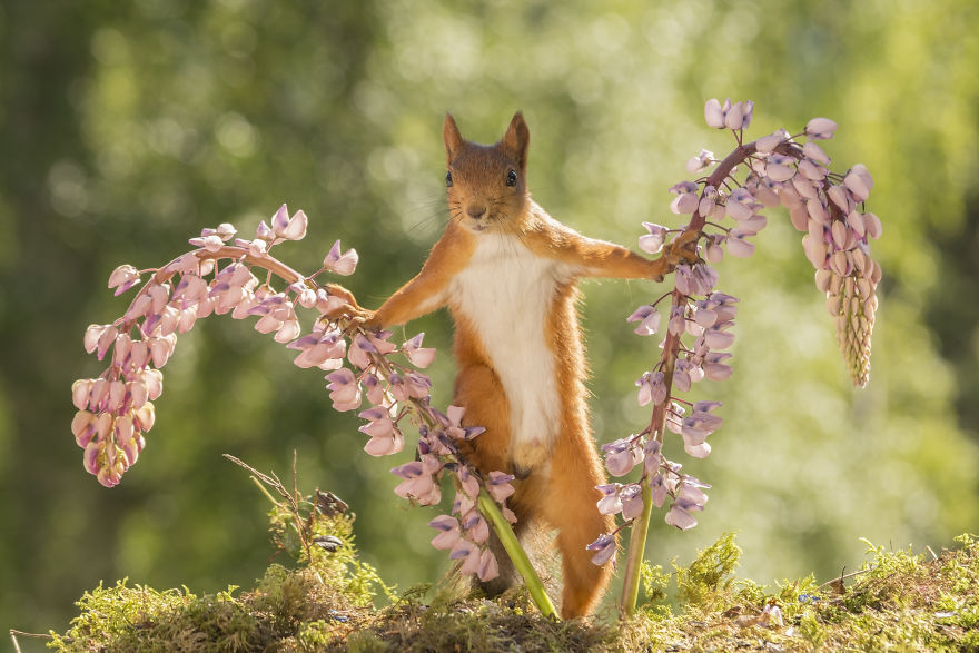 Squirrels Doing Karate