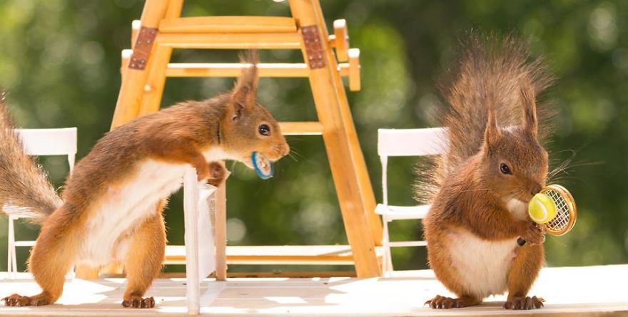 Game, Set, Squirrel? Rodent Pair Face Off With A Mini Game Of Tennis