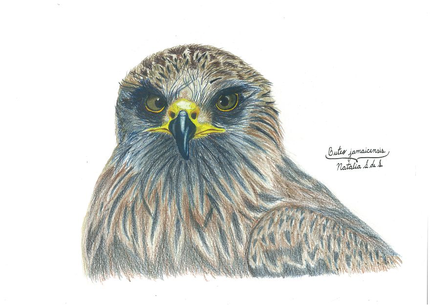 Illustrating Colombian Wildlife