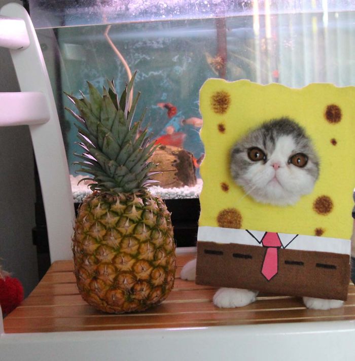 Spongecat Squarepants - Who Lives With The Pineapple And Dreads The Sea