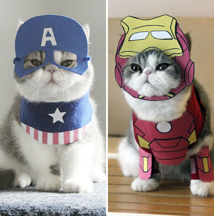 Captain Cat Vs Iron Cat